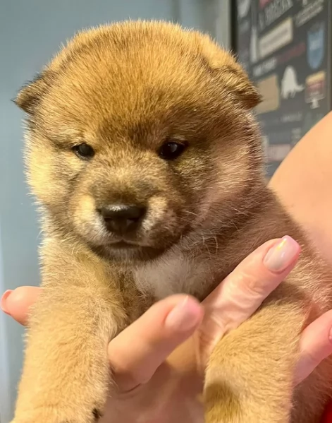 cucciolo di Shibas per adozione | Foto 1