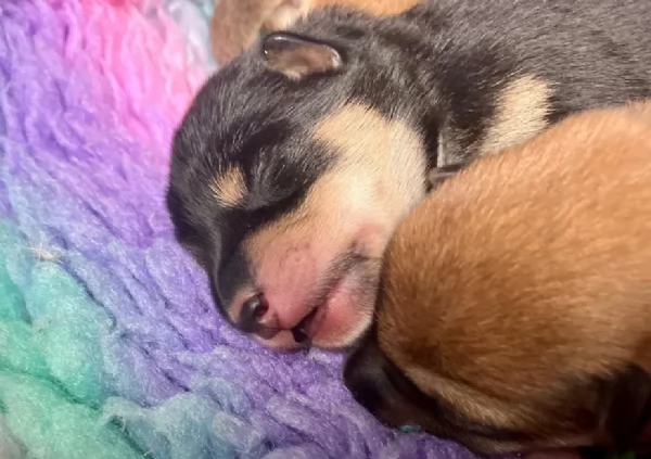 cucciolo di Shibas per adozione | Foto 0