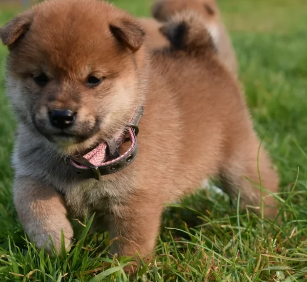 cucciolo di Shibas per adozione | Foto 4