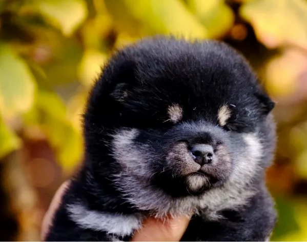 cucciolo di Shibas per adozione | Foto 3