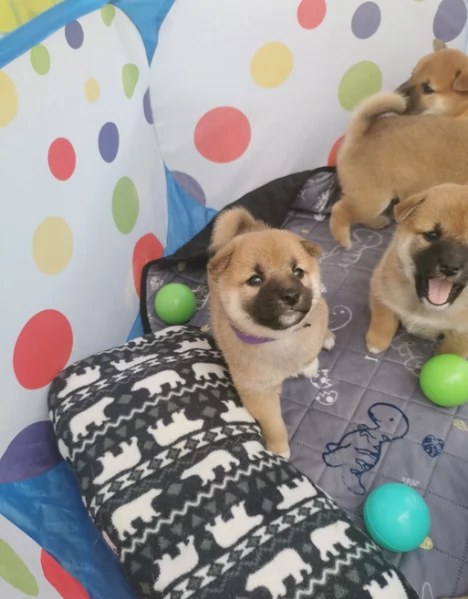 cucciolo di Shibas per adozione | Foto 6