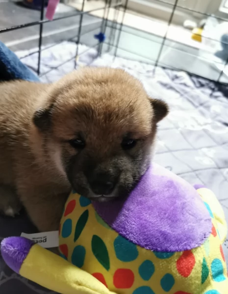 cucciolo di Shibas per adozione | Foto 4