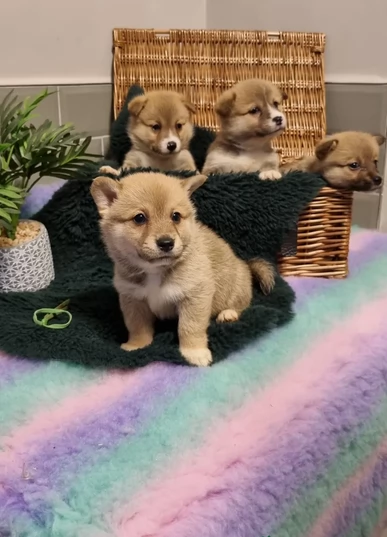cucciolo di Shibas per adozione | Foto 2