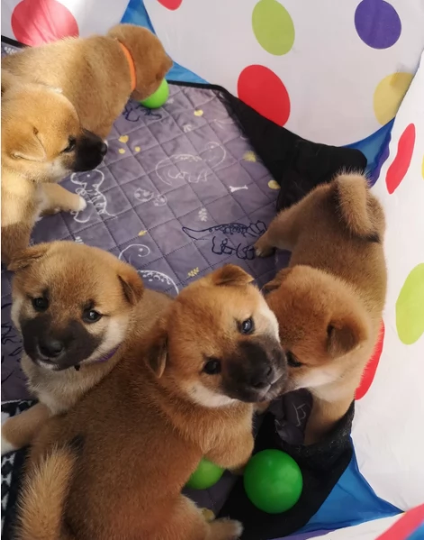cucciolo di Shibas per adozione | Foto 0