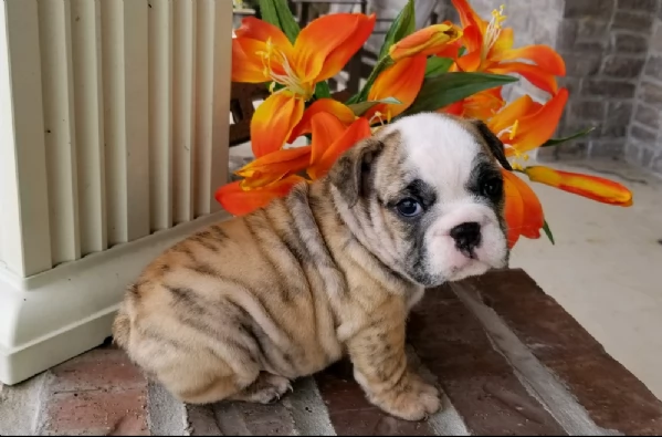 REGALO BULLDOG INGLESE per ladozione | Foto 1