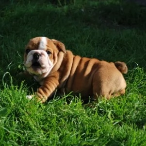 REGALO BULLDOG INGLESE per ladozione | Foto 0