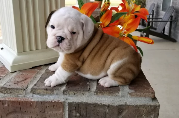 REGALO BULLDOG INGLESE per ladozione