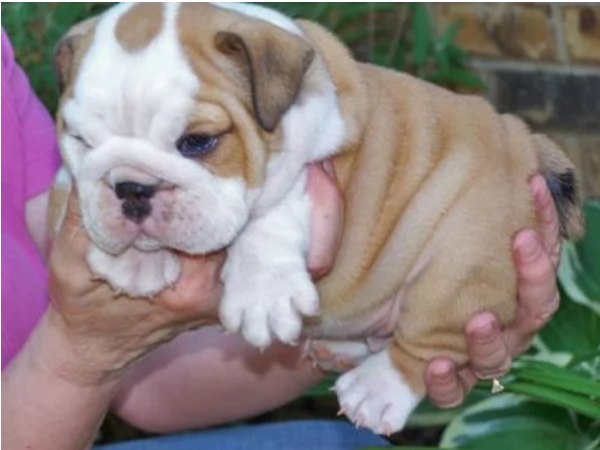 REGALO BULLDOG INGLESE per ladozione | Foto 0