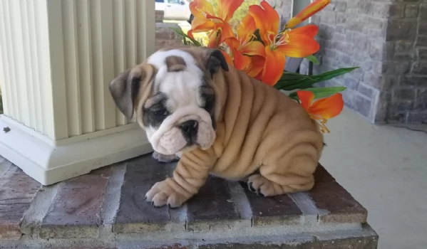 REGALO BULLDOG INGLESE per ladozione | Foto 2