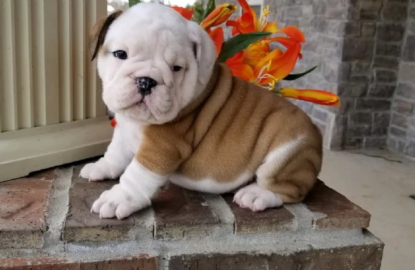 REGALO BULLDOG INGLESE per ladozione | Foto 1