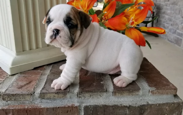 REGALO BULLDOG INGLESE per ladozione