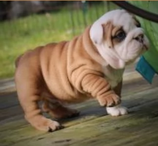 REGALO BULLDOG INGLESE per ladozione | Foto 3