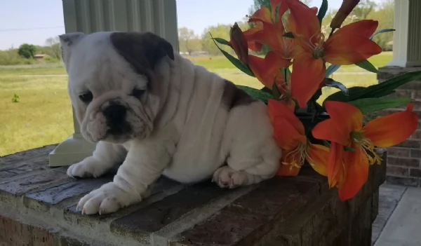 REGALO BULLDOG INGLESE per ladozione | Foto 1