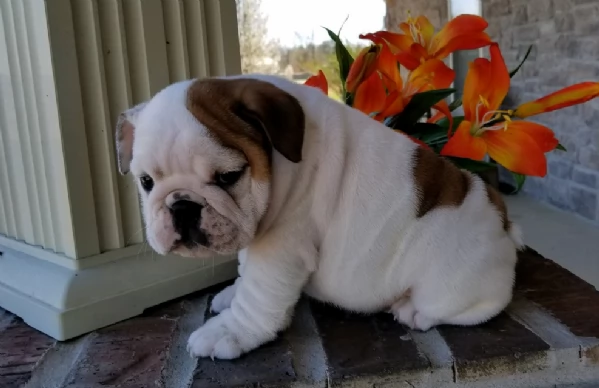 REGALO BULLDOG INGLESE per ladozione