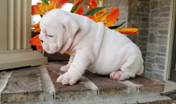REGALO BULLDOG INGLESE per ladozione | Foto 3