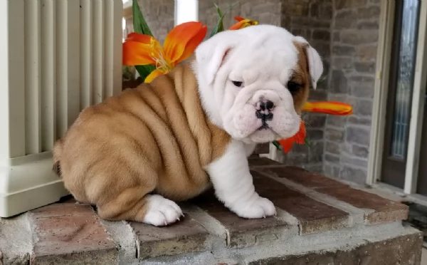 REGALO BULLDOG INGLESE per ladozione | Foto 1