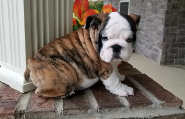 REGALO BULLDOG INGLESE per ladozione | Foto 0