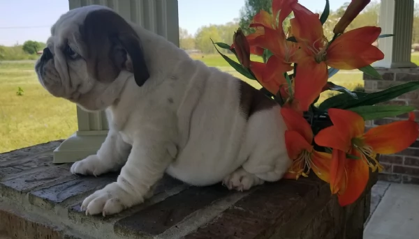 REGALO BULLDOG INGLESE per ladozione | Foto 6