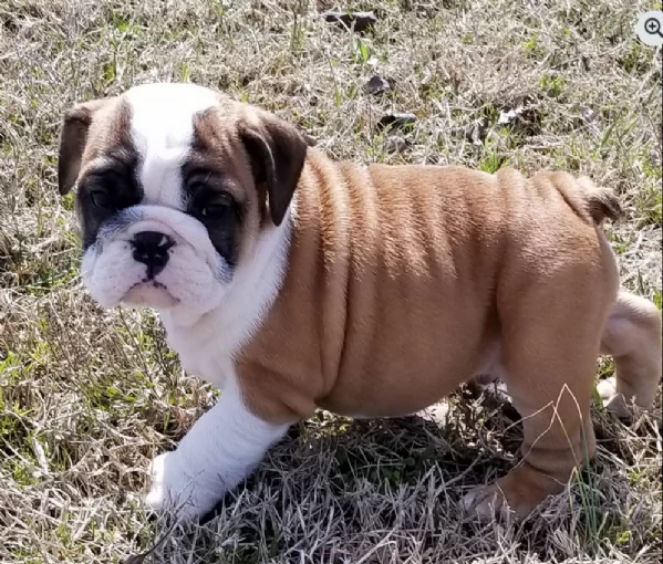 REGALO BULLDOG INGLESE per ladozione | Foto 4