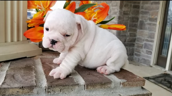 REGALO BULLDOG INGLESE per ladozione