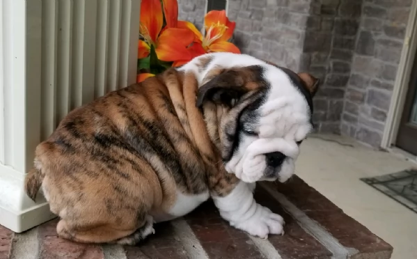 REGALO BULLDOG INGLESE per ladozione | Foto 0