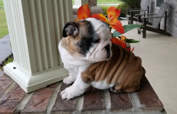 REGALO BULLDOG INGLESE per ladozione | Foto 6