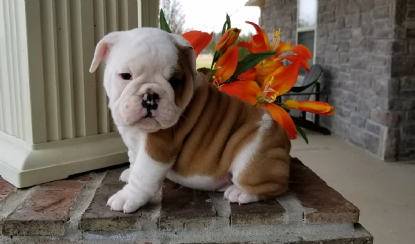 REGALO BULLDOG INGLESE per ladozione