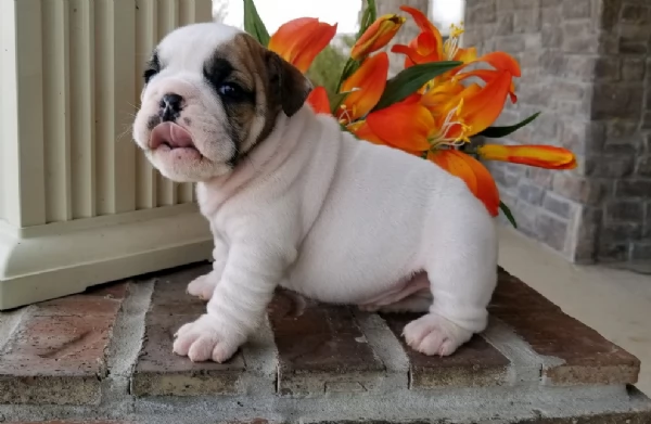 REGALO BULLDOG INGLESE per ladozione | Foto 0