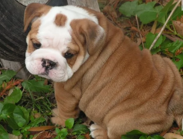 REGALO BULLDOG INGLESE per ladozione | Foto 2
