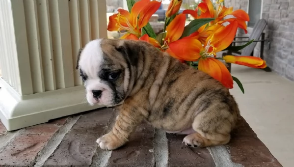 REGALO BULLDOG INGLESE per ladozione | Foto 5