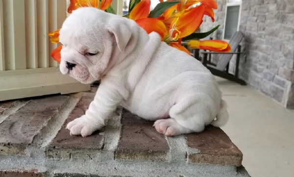 REGALO BULLDOG INGLESE per ladozione