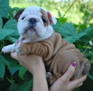 REGALO BULLDOG INGLESE per ladozione | Foto 4