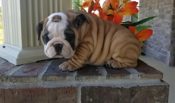 REGALO BULLDOG INGLESE per ladozione | Foto 0