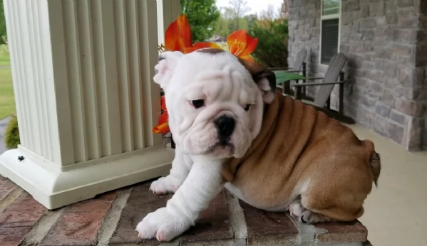 REGALO BULLDOG INGLESE per ladozione | Foto 4
