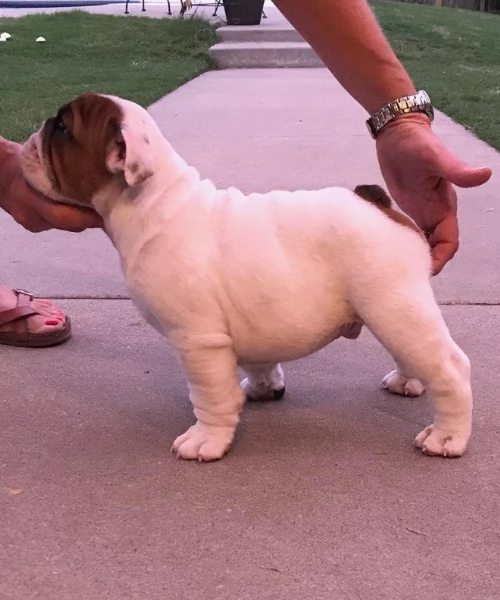 REGALO BULLDOG INGLESE per ladozione