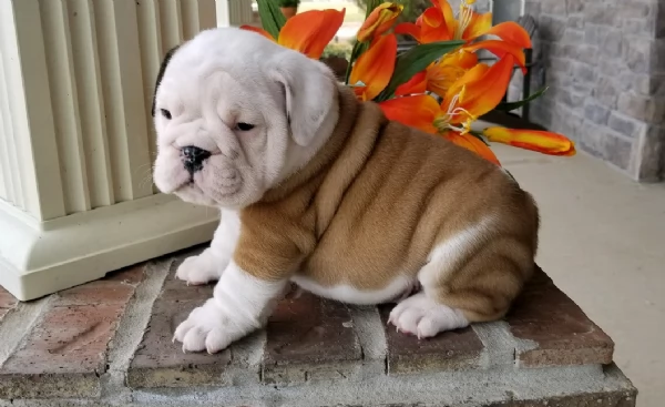 REGALO BULLDOG INGLESE per ladozione