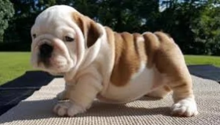 REGALO BULLDOG INGLESE per ladozione | Foto 2