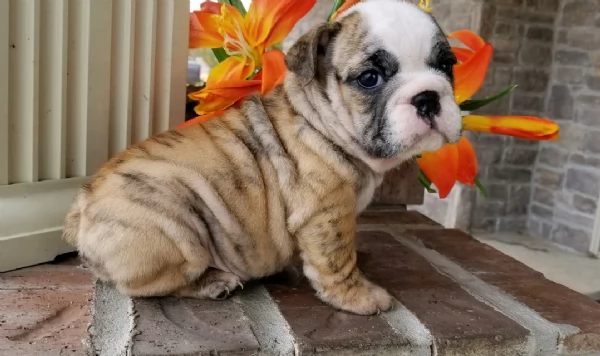 REGALO BULLDOG INGLESE per ladozione | Foto 4