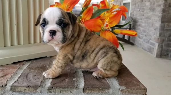 REGALO BULLDOG INGLESE per ladozione | Foto 1