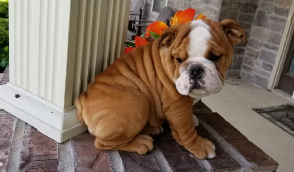 REGALO BULLDOG INGLESE per ladozione | Foto 4