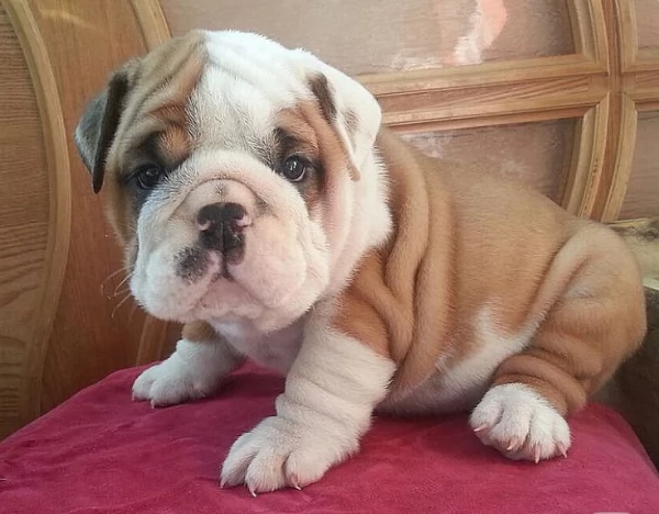 REGALO BULLDOG INGLESE per ladozione | Foto 3