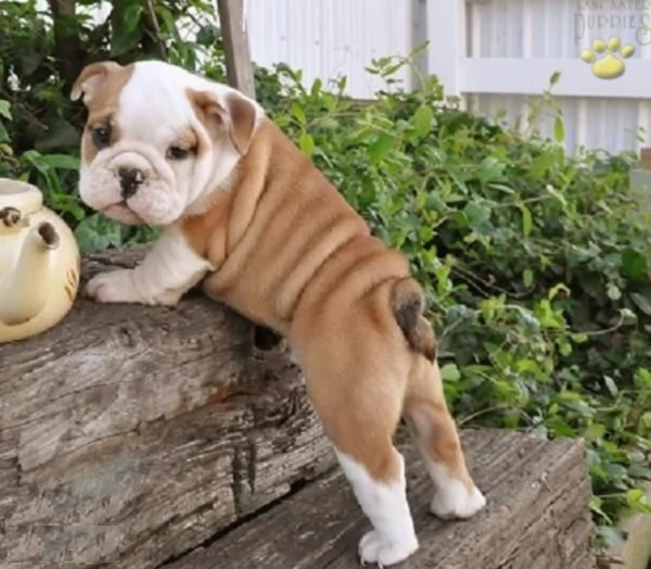 REGALO BULLDOG INGLESE per ladozione | Foto 2