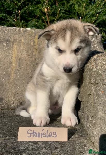 meraviglioso. per adozione cuccioli di husky per ladozione | Foto 4