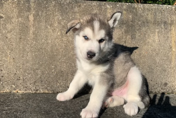 meraviglioso. per adozione cuccioli di husky per ladozione | Foto 3