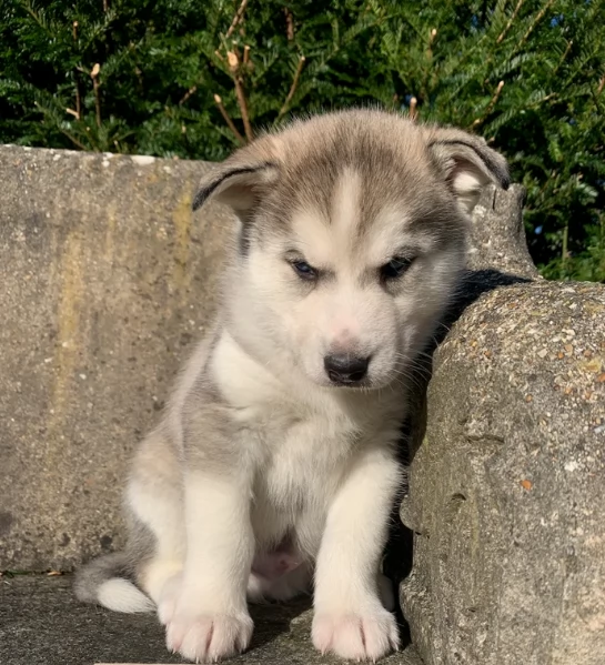 meraviglioso. per adozione cuccioli di husky per ladozione | Foto 1