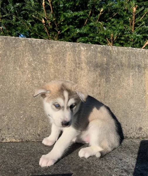 meraviglioso. per adozione cuccioli di husky per ladozione