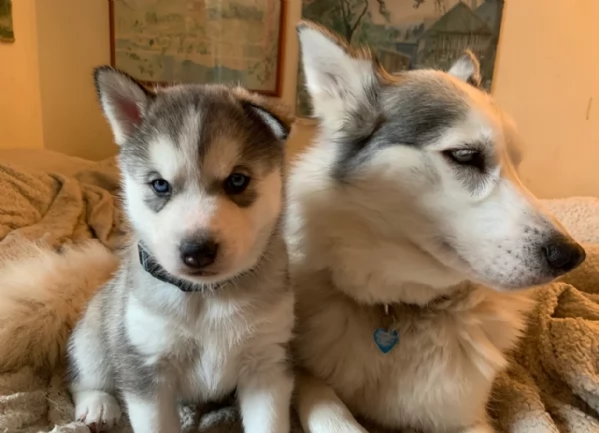meraviglioso per adozione cuccioli di husky per ladozione | Foto 4