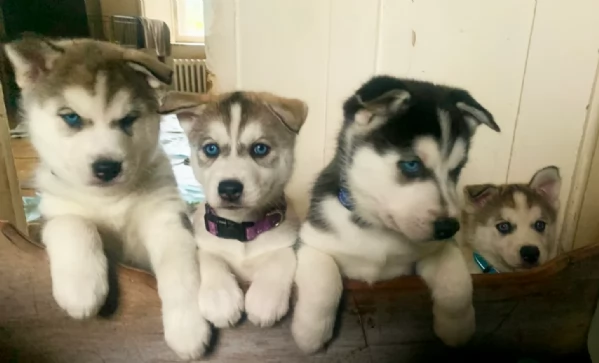 meraviglioso per adozione cuccioli di husky per ladozione | Foto 2