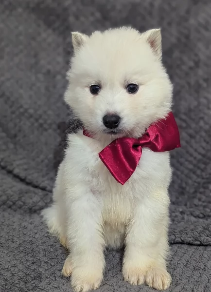 meraviglioso per adozione cuccioli di husky per ladozione | Foto 2