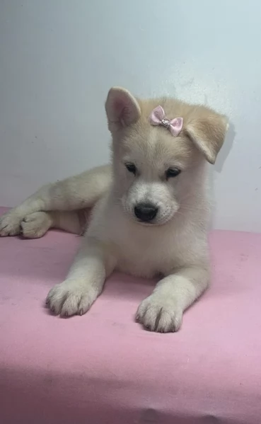 meraviglioso per adozione cuccioli di husky per ladozione | Foto 3